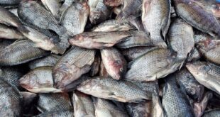 tonnellate di pesci morti in Libano