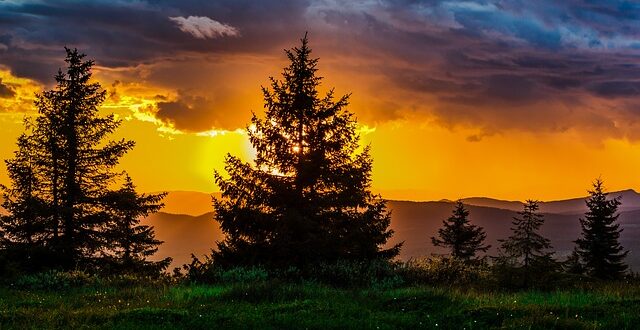 300alberi in Toscana CO2