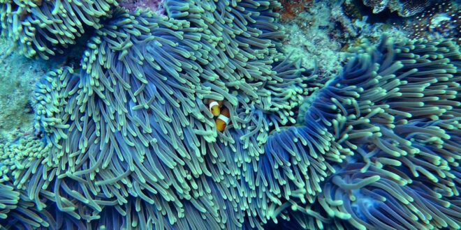 I coralli e gli uccelli marini hanno difficoltà a sopravvivere
