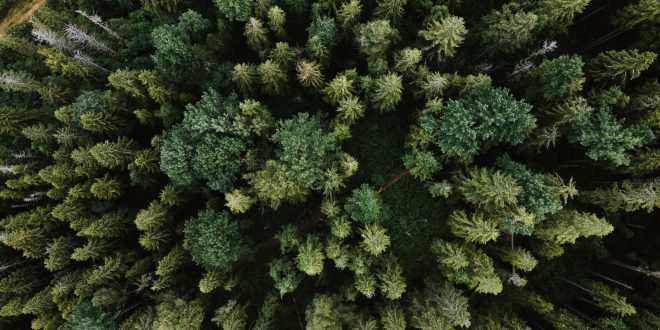 alberi sono in pericolo