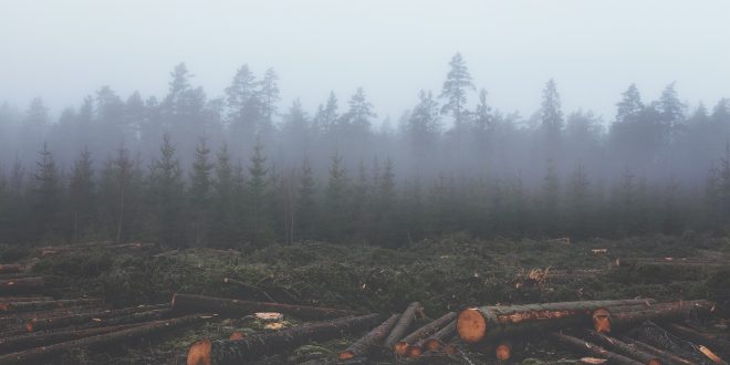 Fermare la deforestazione
