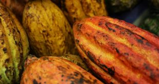 Il cacao della foresta tropicale