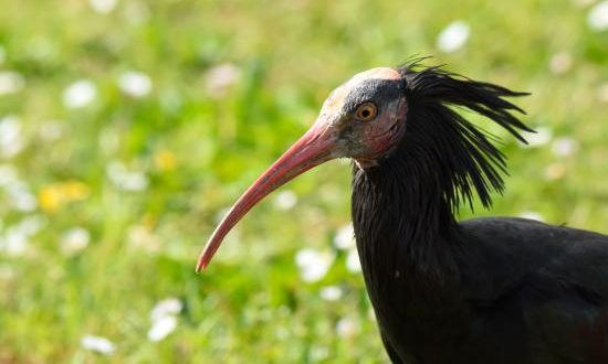 albergo per ibis eremita